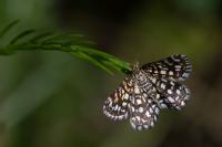 Chiasmia clathrata