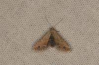 Araeopteron ecphaea