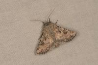 Anarta sodae
