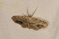 Idaea dimidiata