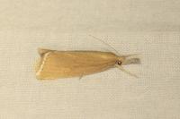 Chilo luteellus