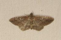 Nycterosea obstipata