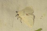 Spilosoma lubricipeda