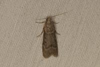 Lamoria anella