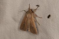 Mythimna congrua