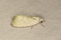 Earias vernana