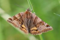 Euclidia glyphica
