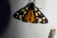 Arctia villica