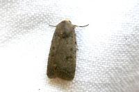 Caradrina flavirena/noctivaga