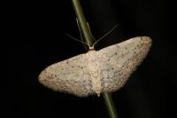 Idaea seriata