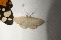 Idaea macilentaria