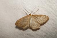Idaea macilentaria