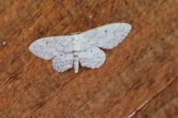 Idaea seriata
