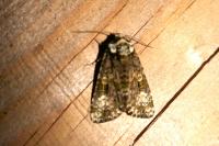 Craniophora ligustri