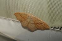 Cyclophora punctaria