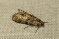 Euzophera pinguis