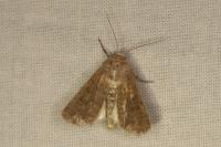 Hoplodrina ambigua