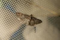 Gymnoscelis rufifasciata