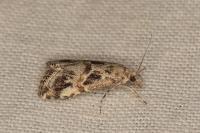 Euchromius cambridgei