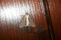 Pachycnemia hippocastanaria hippocastanaria