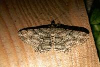 Peribatodes rhomboidaria rhomboidaria