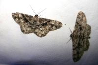 Peribatodes umbraria umbraria