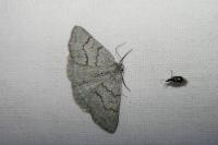 Pseudoterpna coronillaria