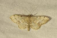 Idaea efflorata