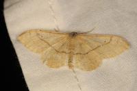 Idaea aversata