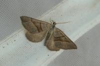 Scotopteryx luridata/mucronata
