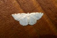 Stegania trimaculata