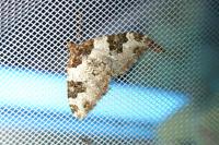 Xanthorhoe fluctuata