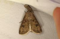 Agrotis segetum