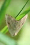 Rivula sericealis