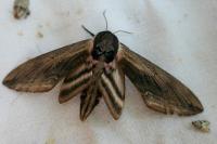 Sphinx ligustri
