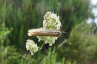 Spiris striata