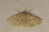 Idaea mancipiata