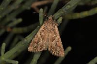 Lacanobia blenna