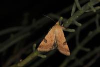 Heliothis peltigera