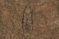 Lamoria zelleri