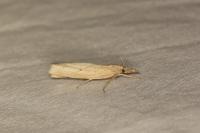 Pediasia contaminella