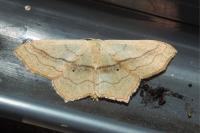 Scopula imitaria