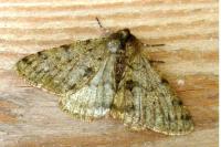 Phigalia pilosaria