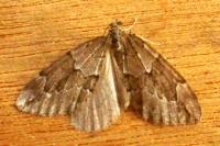 Thera juniperata