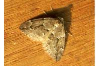 Thera juniperata