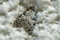 Nola confusalis