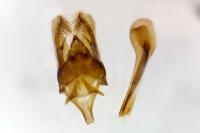 Charissa mucidaria