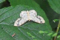 Idaea trigeminata