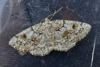 Cleorodes lichenaria