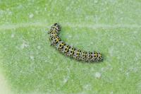 Cucullia verbasci